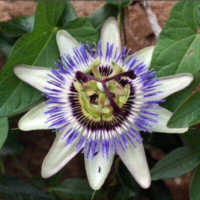 زهور الباشن نجم الفارس