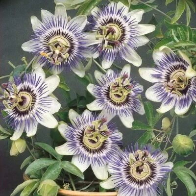 زهور الباشن نجم الفارس