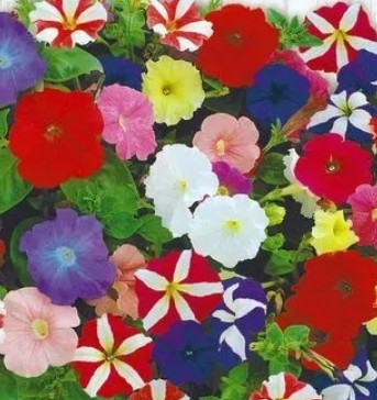 زهور بتونيا أمبيلناي ألفينا مشكلة F1