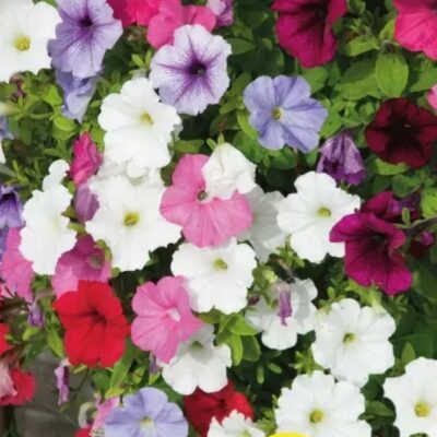 زهور بتونيا أمبيلناي مشكلة