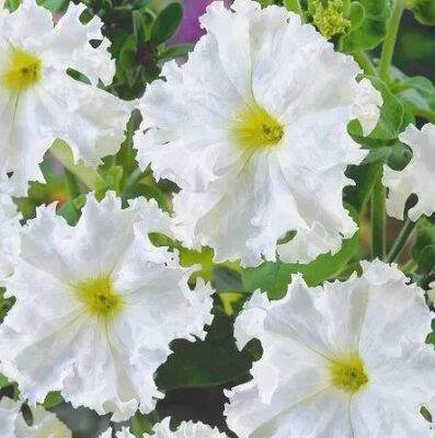 بتونيا سنيزانا البيضاء