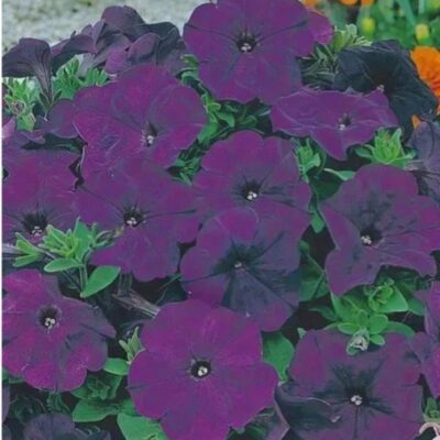 بتونيا فيلفيت بلو