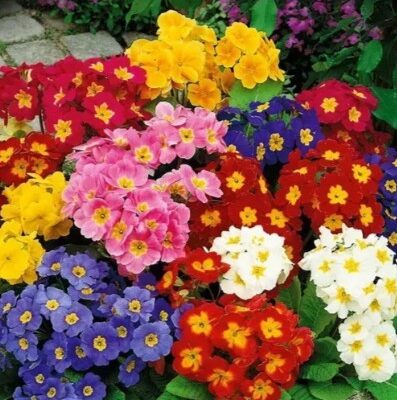 زهور حديقة الربيع