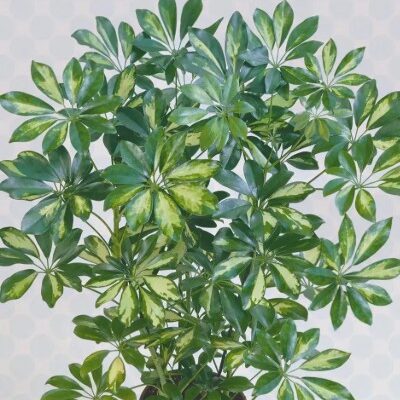 شيفليرا النجمة