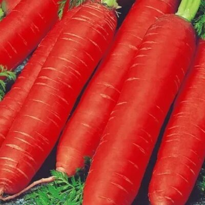 جزر فيتامين