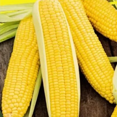 ذرة سكرية الرمح