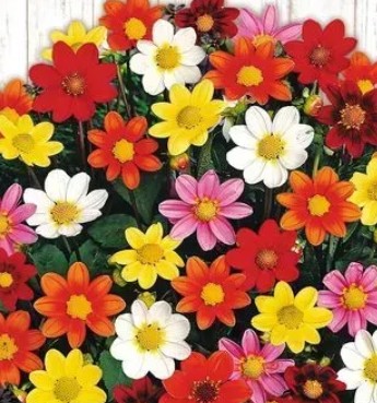 زهور الداليا الاطفال المرحون