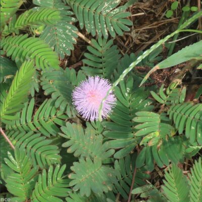 ميموزا الخجولة