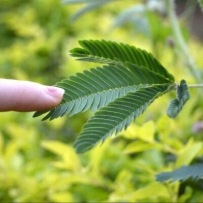 ميموزا الخجولة