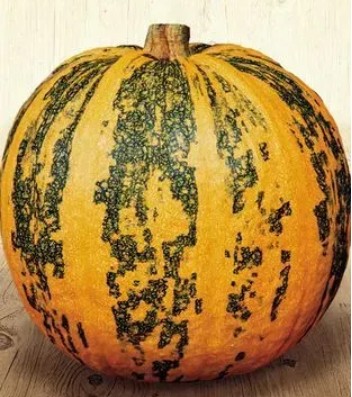 يقطين نوتميج -قرع