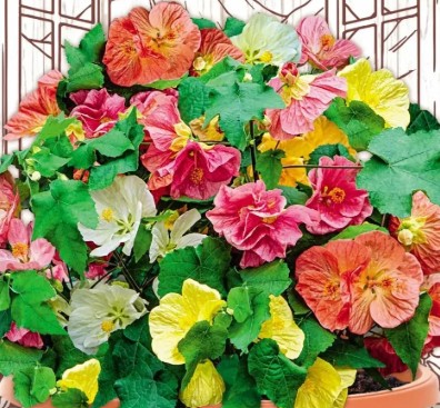 زهور أبوتيلون