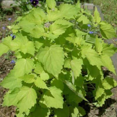 نعناع اليانسون الذهبي