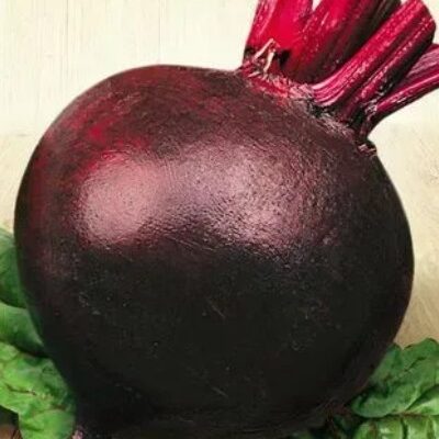 شمندر رصاص الدم