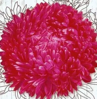 زهرة أستر بيونيفورميس ريد تاور