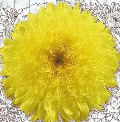 زهور استر الأميرة ألكسندرا