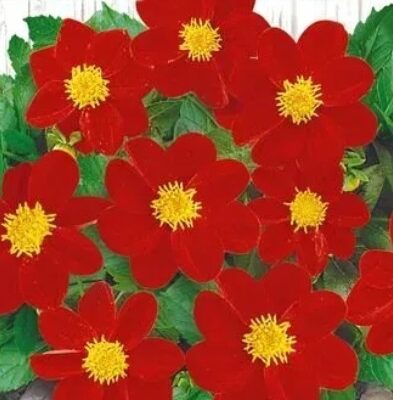 زهور الداليا الحمراء