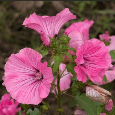 زهور لافاتيرا روز