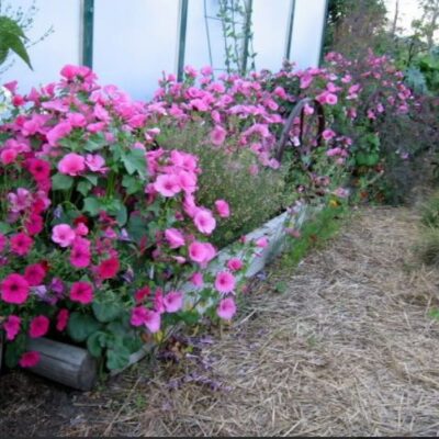 زهور لافاتيرا روز