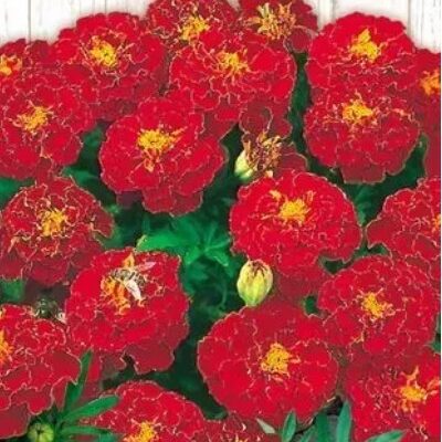 زهور ماري جولد كارمن