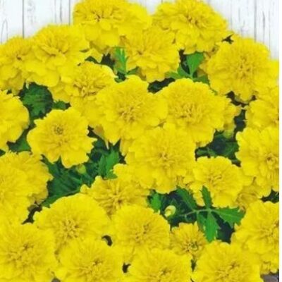 زهور ماري جولد القطيفة ليمون