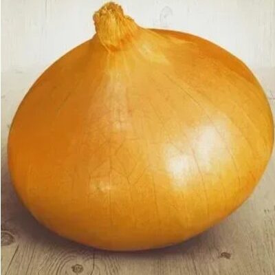 بصل شتوتغارت