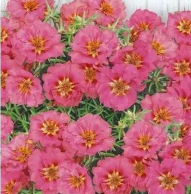 زهور رجلة وردي