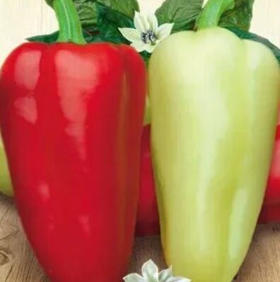 فلفل حلو بيلوزيركا