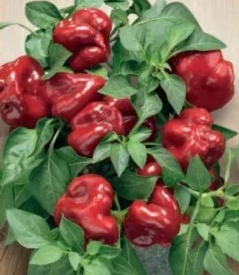 Sweet pepper room red