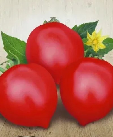 طماطم بريمادونا F1