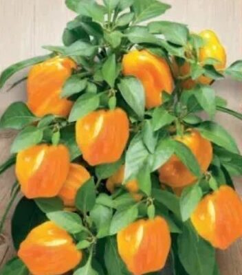 فلفل اصفر حلو قزمي داخلي