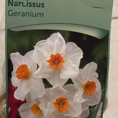 Narcissus_Geranuim