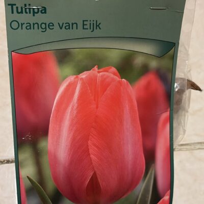 Orange van eijk