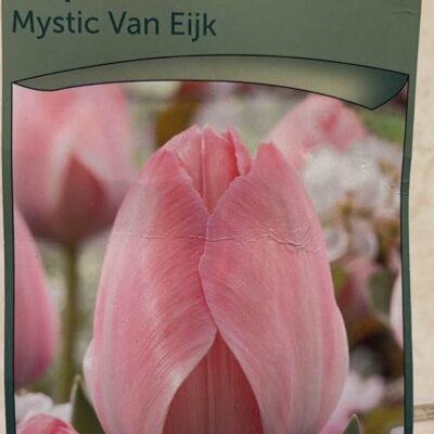 mystic van eijk