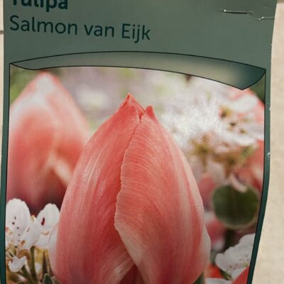 salmon van eijk
